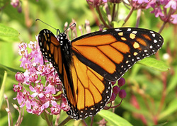 Monarch on Milkweed