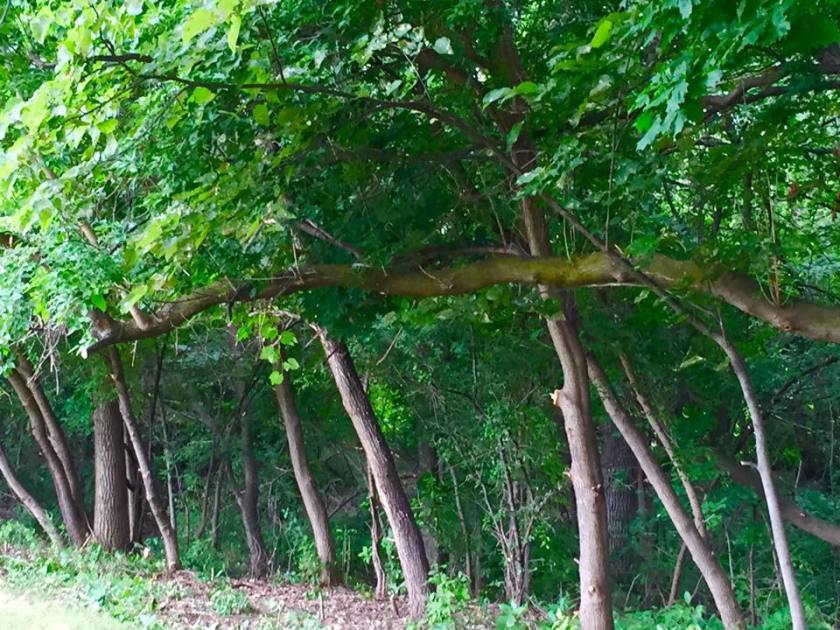 BrushClearedNearUABridgeatMPRA