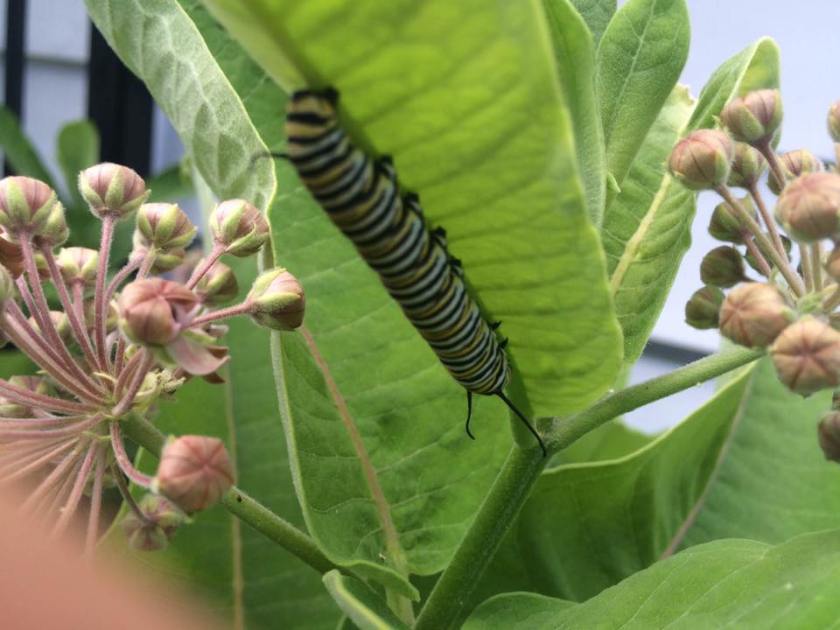 monarchcatterpillarinMPRA